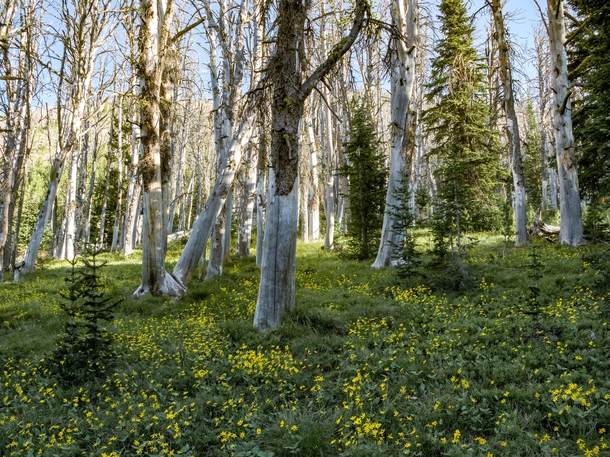 The entire forest floor was covered in wildflowers Northwest Wyoming 