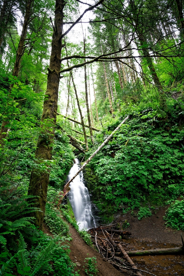 The extreme green of Oregons Coastal Forests Photorator