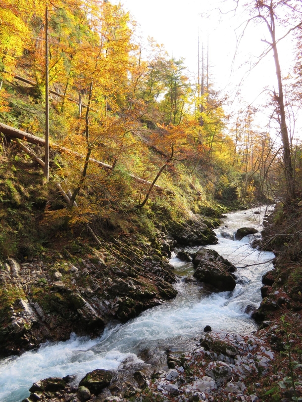 The fall colors of Vintgar Gorge Slovenia  x