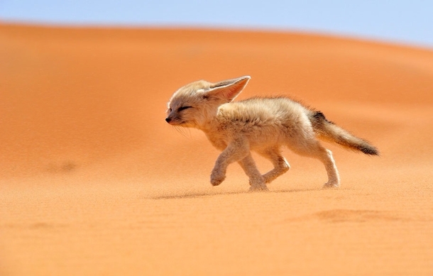The Fennec desert fox Which Inhabits The Sahara Desert And Arabia By Francisco Mingorance 