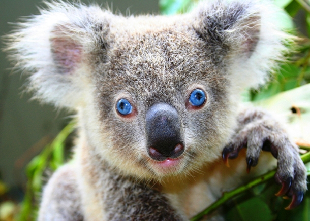 The first Koala born in captivity with blue eyes Phascolarctos cinereus 