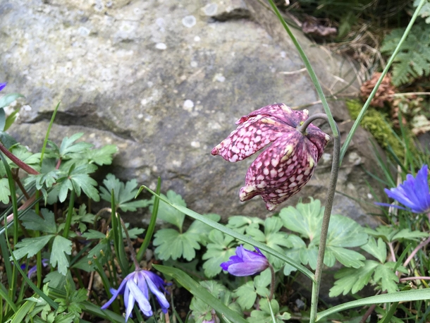 The first of my snakes head Fritillaries Fritillaria meleagris flowering