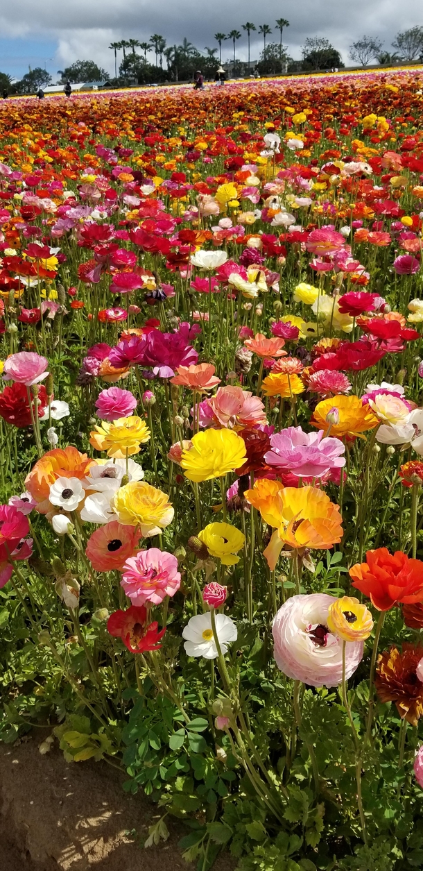 The Flower Fields at Carlsbad California last April Ranunculus of every colour