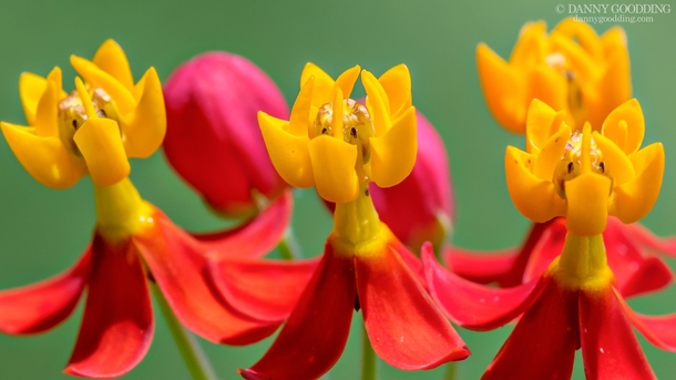 The flowers of butterfly milkweed Asclepias tuberosa look like tiny dancers up close 