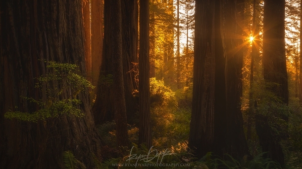 The forests of Jedediah Smith Redwood State Park California  by Ryan Dyar
