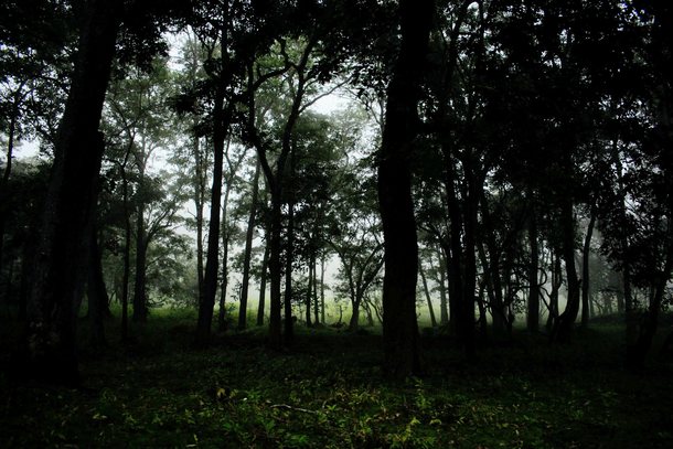 The Forests of Nagarhole 