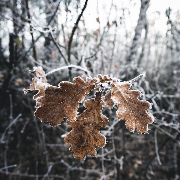 The frost is starting to form on the leaves in the nearby forest here in Germany 