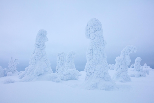 The Gathering trees in the boreal forest covered by snow Finland x