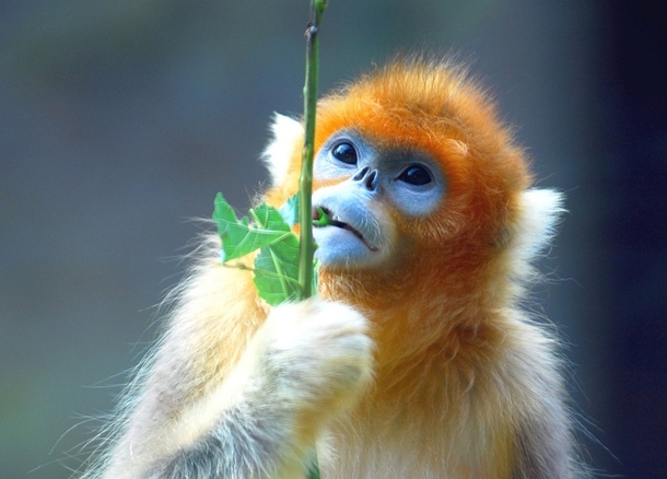The Golden Snub Nosed Monkey