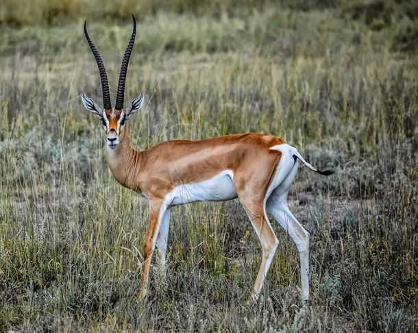 The Grants gazelle on of the most gorgeous animals one can find in Africa