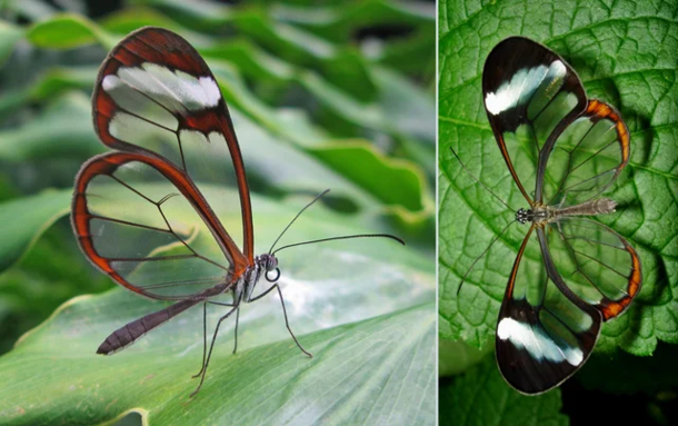 The Greta oto aka the glasswing butterfly