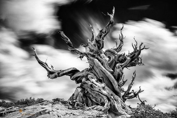 The Guardian  Ancient bristle cone pine forest Ca