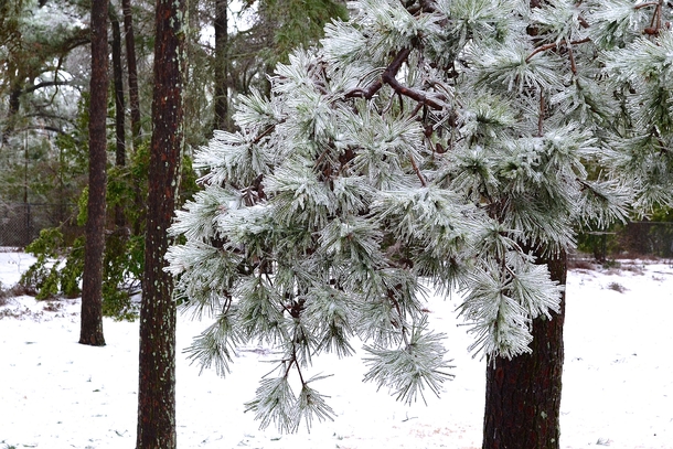 The ice formed nicely on this pine tree behind my house in Georgia Source in comments 