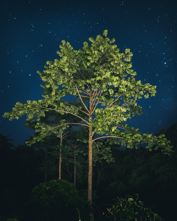 The Jungles of Borneo at Night 