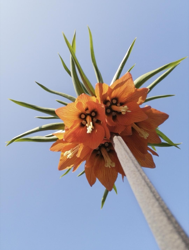The king of Spring Fritillaria imperialis  Cambridge University Botanic Garden 