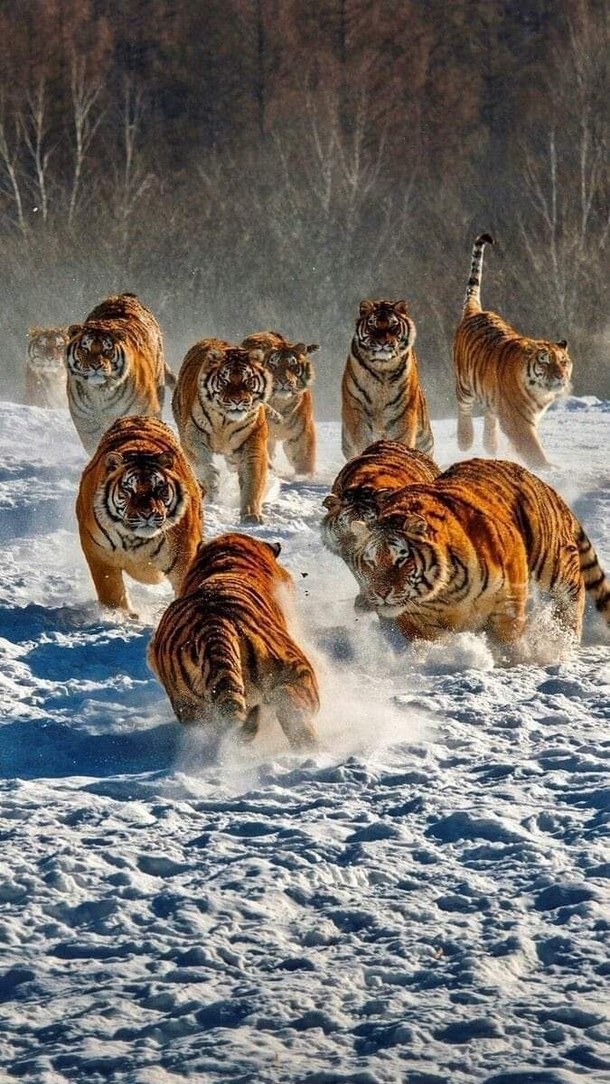 The kings of the North Imagine if Siberian tigers formed lion like prides