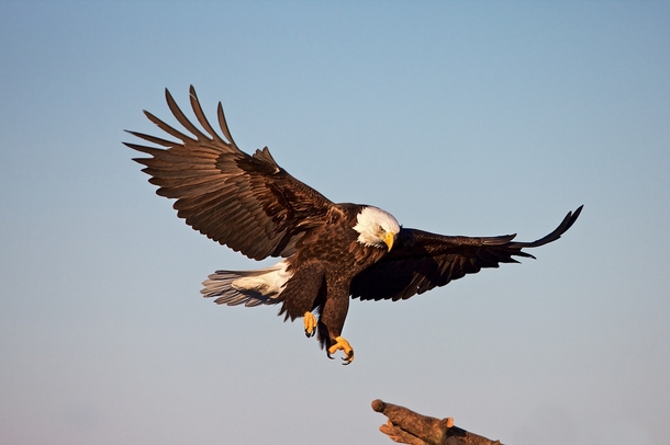 The Landing - Bald Eagle in Alaska by Buck Shreck 