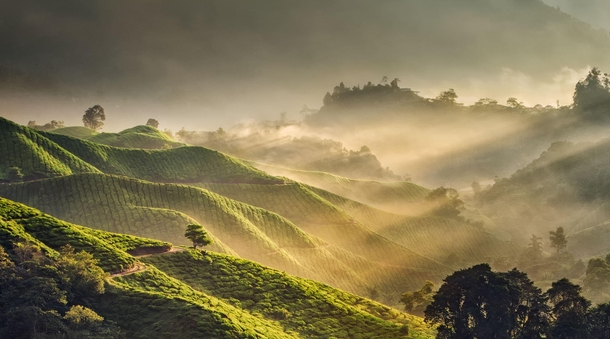 The largest tea plantation in Southeast Asia Boh Tea PlantationMalaysia  by Grey Chow