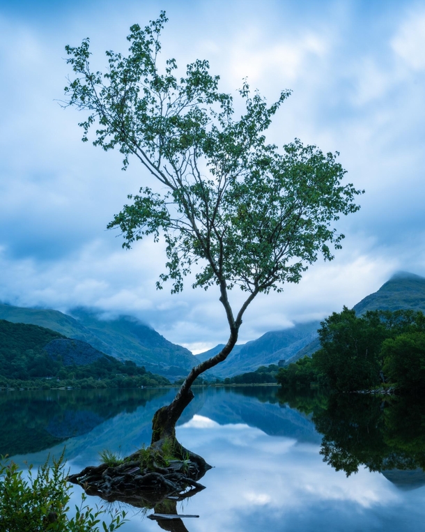 The Lone Tree Llyn Padarn North Wales OC  x  By realmarinertom