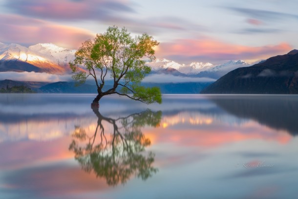 The lone tree majestic landscape of New Zealand 