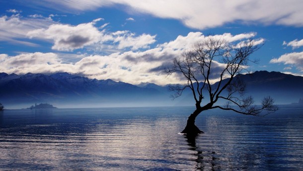 The lone tree South of New Zealand 