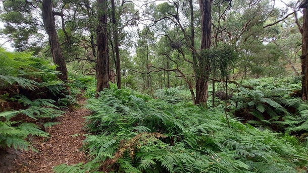 The lush bushland of the Two Bays Walking Track Victoria Australia 