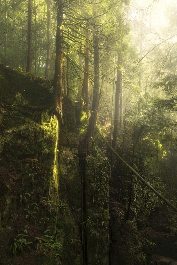 The lush rainforests of the PNW are truly beautiful Dreamlike canyons moss ferns and fog Cypress Falls BC  tristantodd