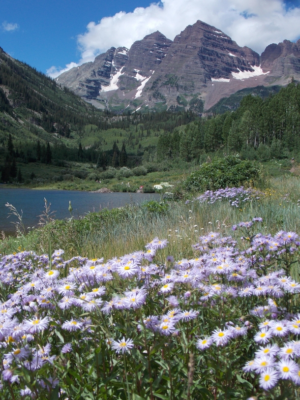 The Maroon Bells and a field of aspen daisies White River National Forest Colorado 