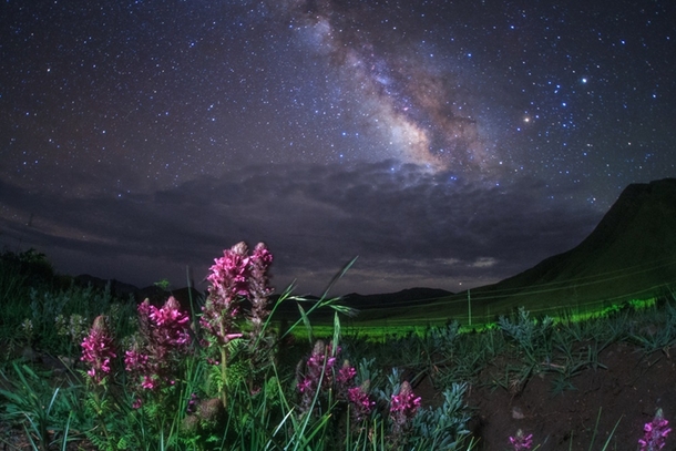 The Milky Way floats above flowering pedicularis plants near Yamdrok Lake in Tibet China