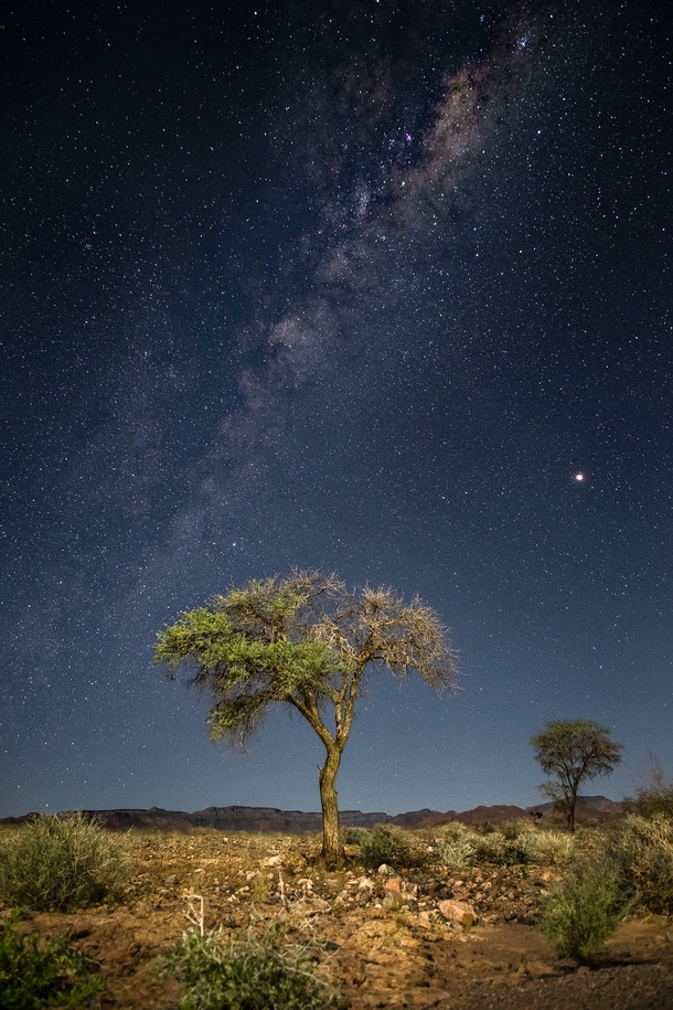 The Milky Way over a lonely tree in the Namib desert - Namibia 