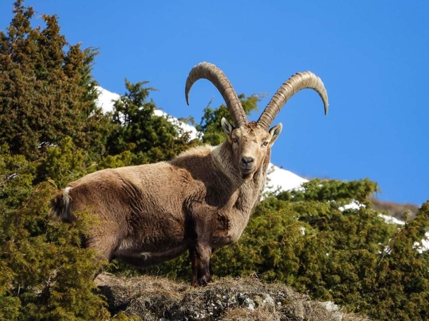 The monarch of the mountain A magnificent alpine ibex on the French Alps