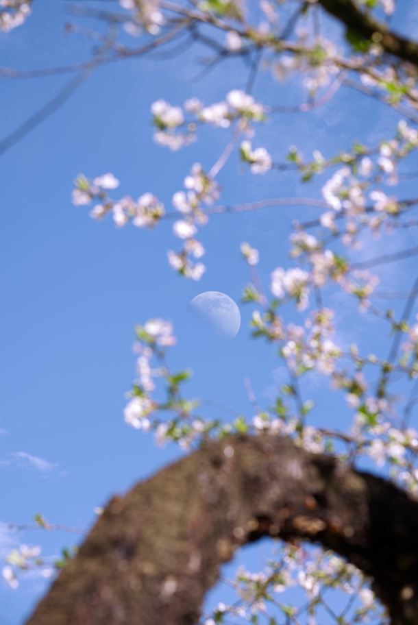 The moon photographed through a flowering tree