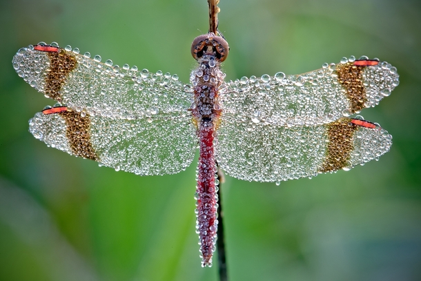 The morning dew settles on a dragonfly Photo by David Chambon 