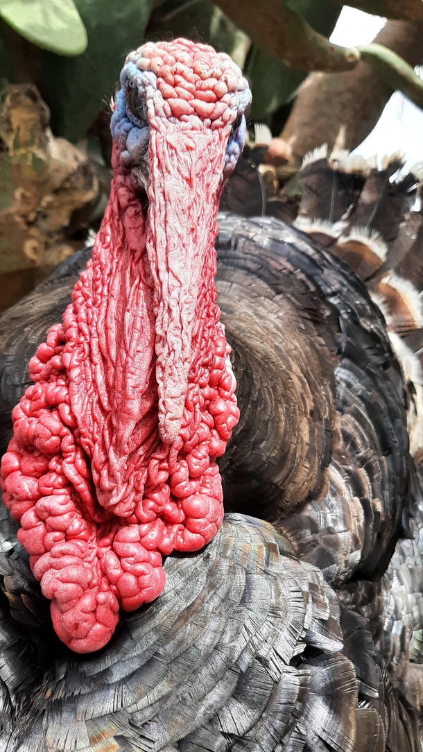 The most beautiful turkey ever