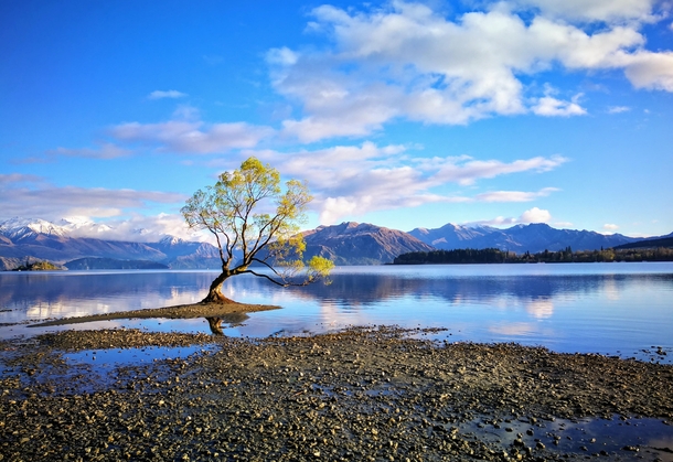 The most famous tree in Wanaka New Zealand 