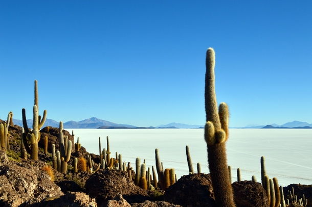 The most stunning contrasting and alien place I have had the privilege to visit Cactus Island in the Salar de Uyuni Bolivia 