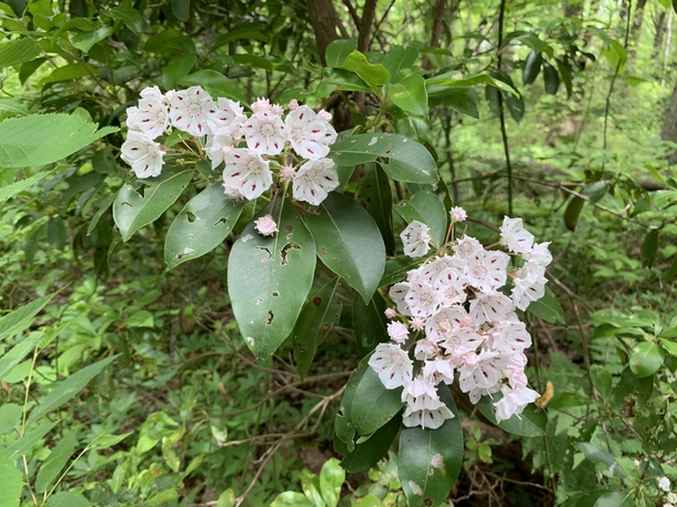 The Mountain Laurel are blooming this week in Pennsylvania
