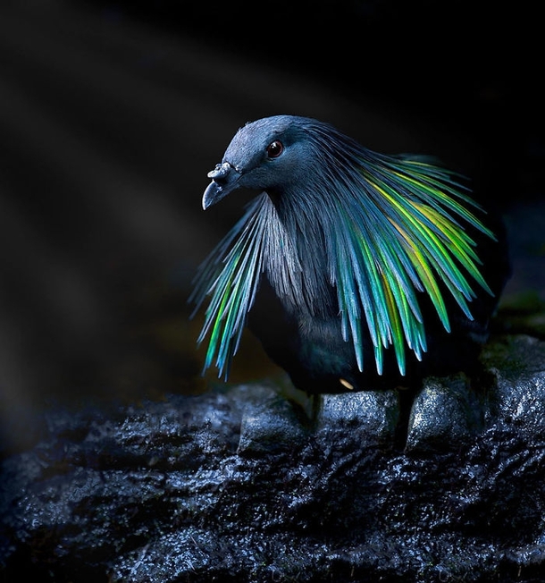 The Nicobar Pigeon Image credits Sue Demetriou