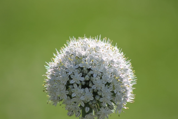 The Onion Allium cepa -  - px X px  link in comments 