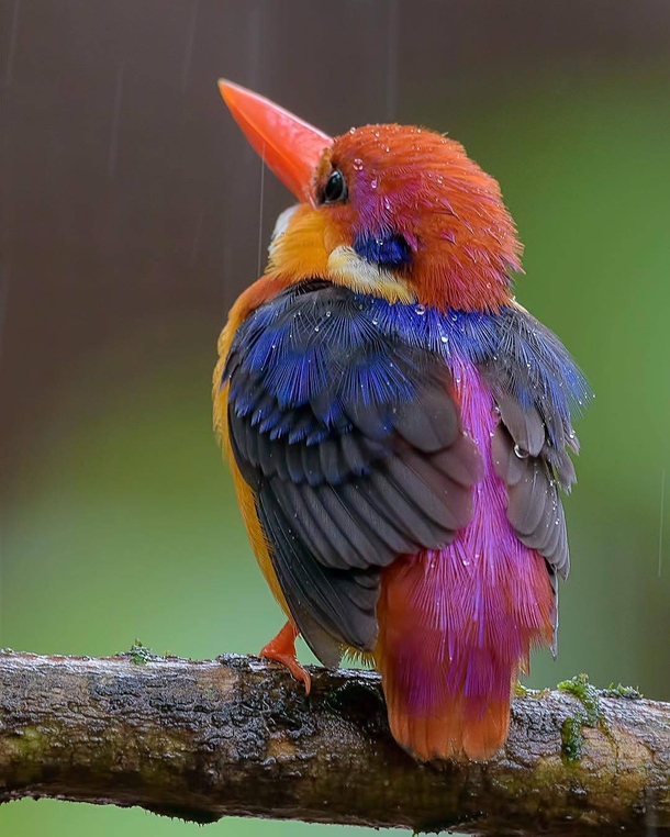 The oriental dwarf kingfisher 