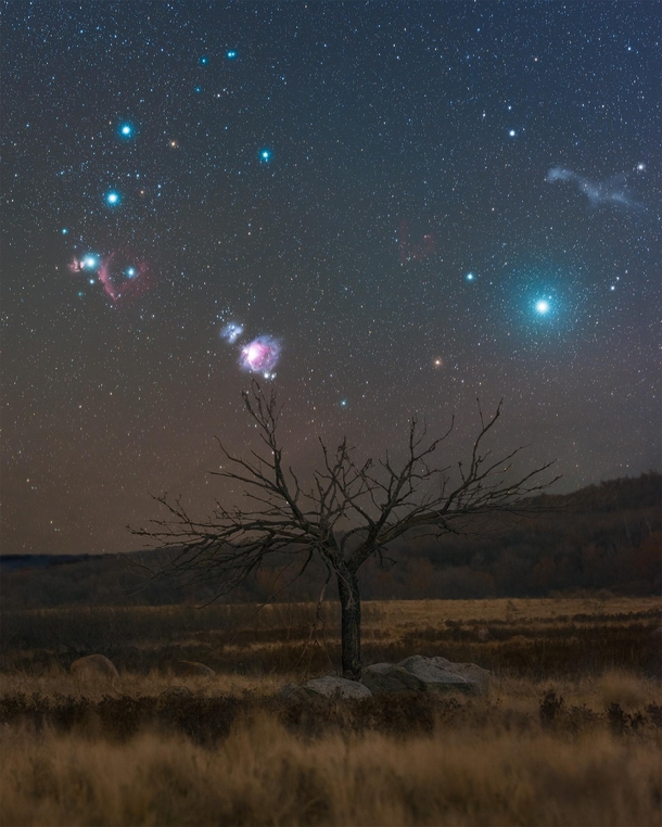 The Orion Nebula and a few other interesting night sky features over a Saskatchewan tree 
