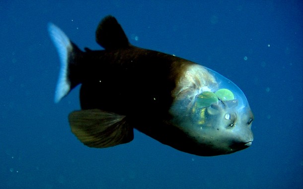 The Pacific Barreleye with its transparent head