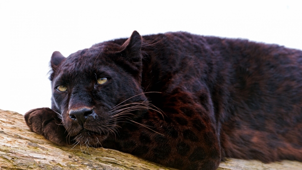 The Panther also commonly known as the Black Panther is a large member of the Big Cat family native to Asia Africa and the Americas