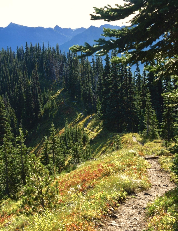 The path of least resistance fall colors emerging in the Cascade Mountains of Washington State 