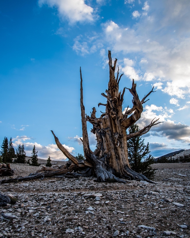 The Patriarch Grove at the Ancient Bristlecone Pine Forrest 