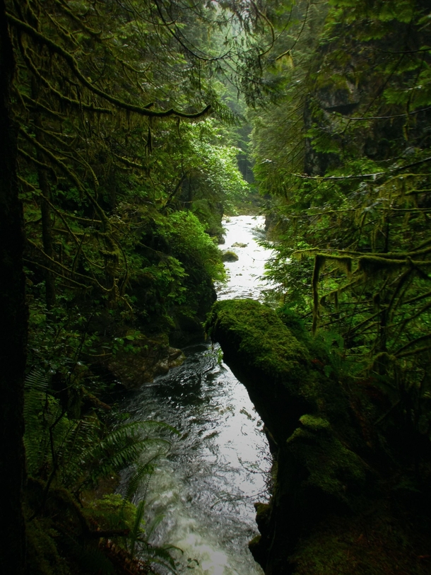 The peaceful Lynn Valley Creek flowing through the temperate rainforest- North Vancouver BC Canada 