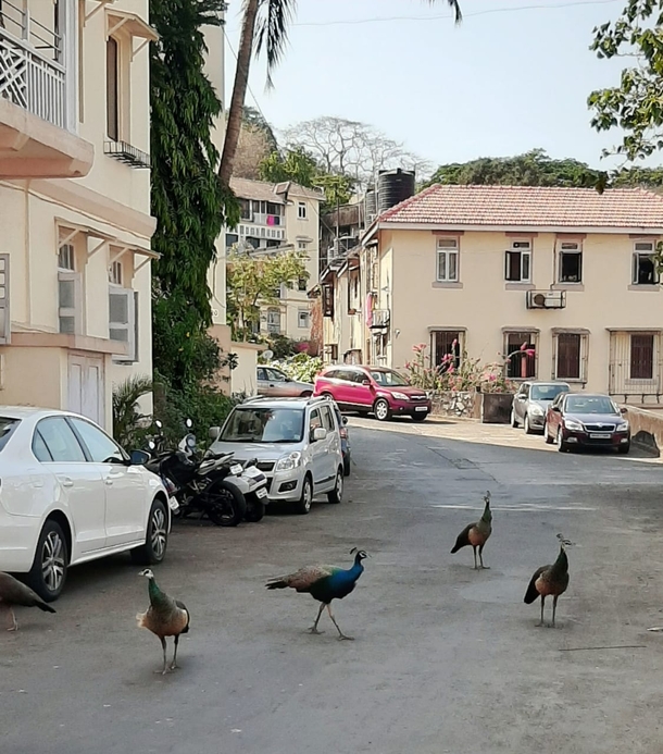 The peacocks are out in Mumbai which is under lockdown