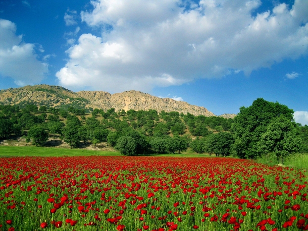 The poppy fields Kohgiluyeh-Boyerahmad Province Iran  By Hossein Mhz