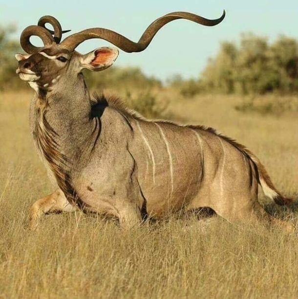 The pride of South Africa the greater kudu