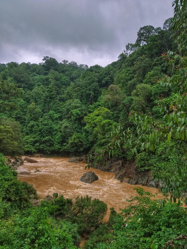 The rainforest after heavy storm western ghats India 